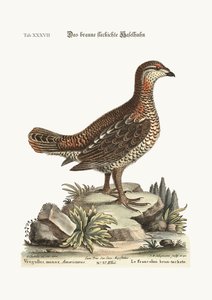 Le coq de bruyère brun et tacheté, 1749-73