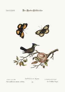 Le colibri huppé, 1749-73
