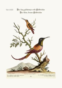 Le colibri à longue queue rouge. Le petit colibri brun, 1749-73 - George Edwards