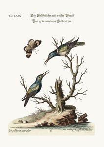 Le colibri à ventre blanc. Le colibri vert et bleu, 1749-73 - George Edwards