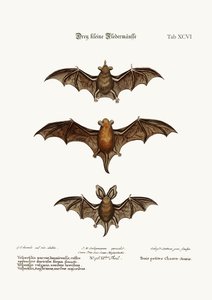 Trois petites chauves-souris, 1749-73