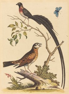 Deux oiseaux, un avec de très longues plumes de queue, et un papillon bleu