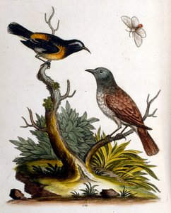 Illustration à l