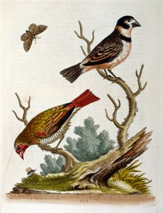 Illustration à l