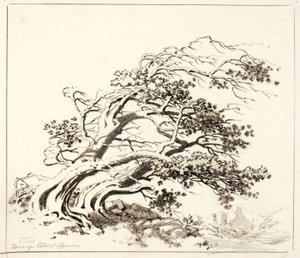 Esquisse pour les pins dans le vent, Estes Park - George Elbert Burr