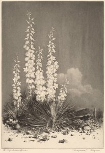 Soapweed, Arizona