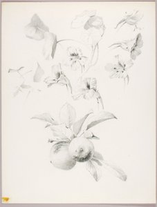 Sans titre (étude botanique) - George Elbert Burr