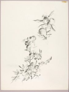 Sans titre (Branches de pommier) - George Elbert Burr