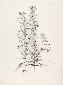 Sans titre (Fleur de cardinal, Lobelia Cardinalis) - George Elbert Burr