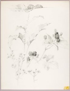 Sans titre (marguerites et mûres) - George Elbert Burr
