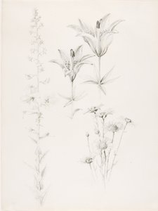 Sans titre (Lily, Daisy, Hibiscus) - George Elbert Burr