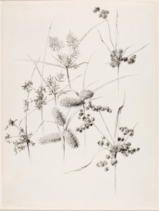 Sans titre (herbes de carex) - George Elbert Burr
