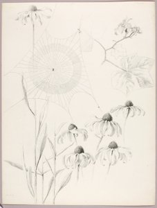 Sans titre (toile d
