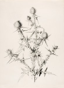 Sans titre (Chardon) - George Elbert Burr