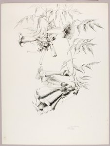 Sans titre (Trompette Vigne) - George Elbert Burr