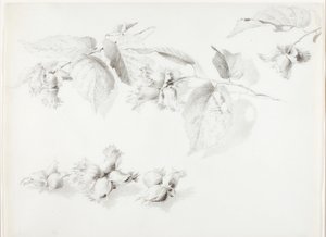 Sans titre (Noisette sauvage, Corylus Americana) - George Elbert Burr