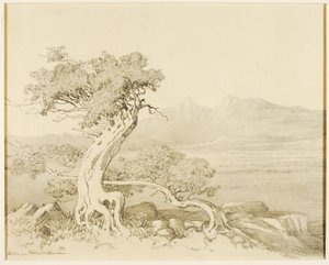 Sans titre (dessin de transfert pour Old Cedars et Spanish Peaks) - George Elbert Burr