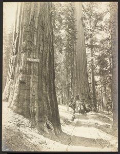 Conduite à travers le Wawona, Mariposa Grove. Diamètre 24 ft. - George Fiske