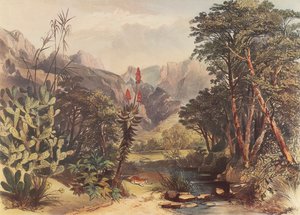 Kloof de Bavian - George French Angas