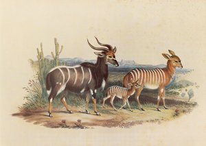 Le Nyala