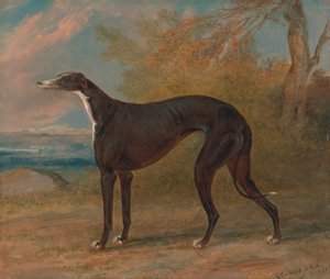 Un des lévriers gagnants de George Lane Fox : la chienne lévrier noir et blanc, Juno, également appelée Elizabeth