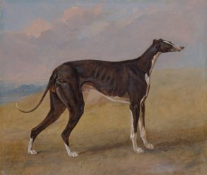 Turk, un lévrier, propriété de George Lane Fox