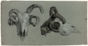 Crânes de béliers