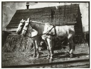 Chevaux sur la route de Cruquius