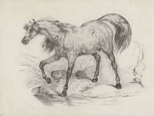 Cheval debout, vers la gauche