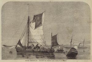 Pêcheries britanniques, n° 7, pêche aux bulots