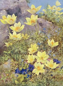 Anemone sulphurea et Gentiana excisa peintes directement dans les champs à la fin mai - George Jackson Flemwell