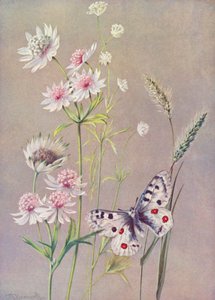 Astrantia major, A minor, et le Papillon Apollo