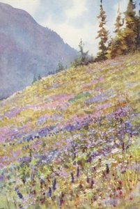 Champ de Campanule rhomboïdale sur le Col de la Forclaz au début de juillet - George Jackson Flemwell