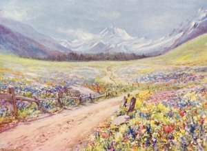 Prairies de juin de Salvia, Lychnis, etc., dans le Val Ferret, juste avant d