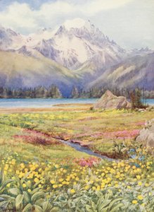 Les champs supérieurs de Champex début juin, avec le Grand Combin au loin - George Jackson Flemwell