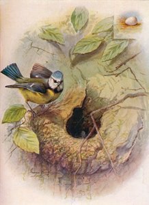 Mésange bleue - Parus caeruleus, vers 1910