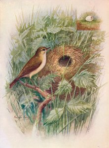 Pouillot véloce - Phylloscopus rufus, vers 1910