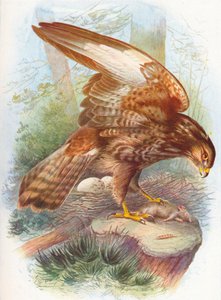 Buse variable - Buteo vulgaris