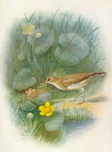 Chevalier guignette - Totanus hypoleucus, vers 1910