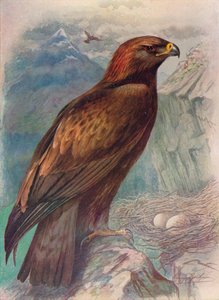 Aigle royal - Aquila chrysaetus, vers 1910