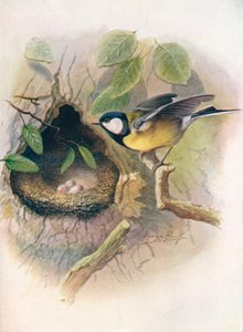 Mésange charbonnière - Parus major
