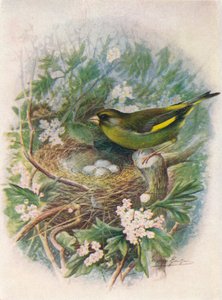 Verdier - Ligurinus chloris, vers 1910, 1910