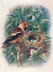 Gros-bec - Coccothraustes vulgaris, vers 1910 - George James Rankin
