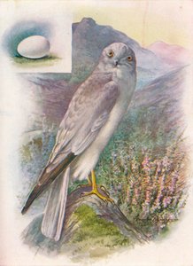 Busard Saint-Martin - Circus cyaneus, vers 1910 - George James Rankin