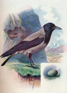 Corneille mantelée - Corvus cornix, c1910, 1910
