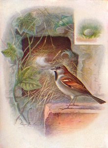 Moineau domestique -- Passer domesticus, vers 1910