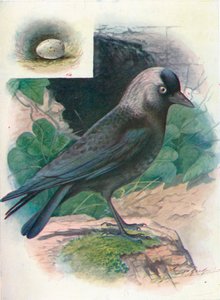 Choucas - Corvus monedula, vers 1910