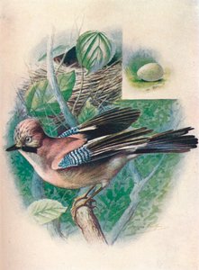 Geai - Garrulus glandarius, vers 1910