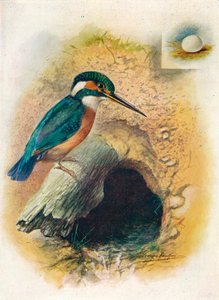 Martin-pêcheur - Alcedo ispida, vers 1910