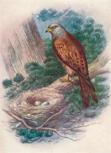 Milan royal - Milvus ictinus, vers 1910 - George James Rankin